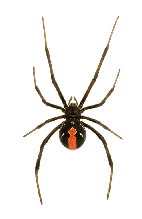 Black Widow Spider
